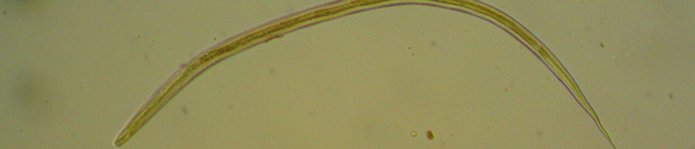 Ridgeway Research O.Ostertagi crop Ridgeway Research O.Ostertagi crop