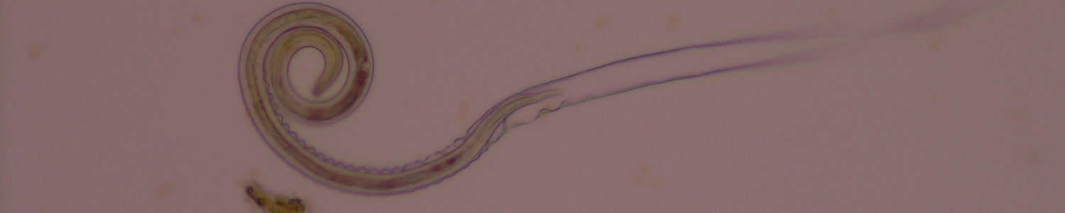 Ridgeway Research C.oncophora deseheathing crop cooperia|oncophora