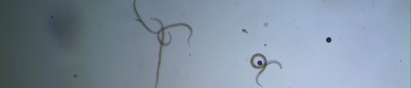 Ridgeway Research Teladorsagia circumcintus Ridgeway Research Teladorsagia circumcintus