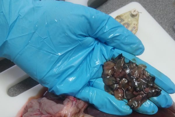 Ridgeway Research Ltd | Liver Fluke