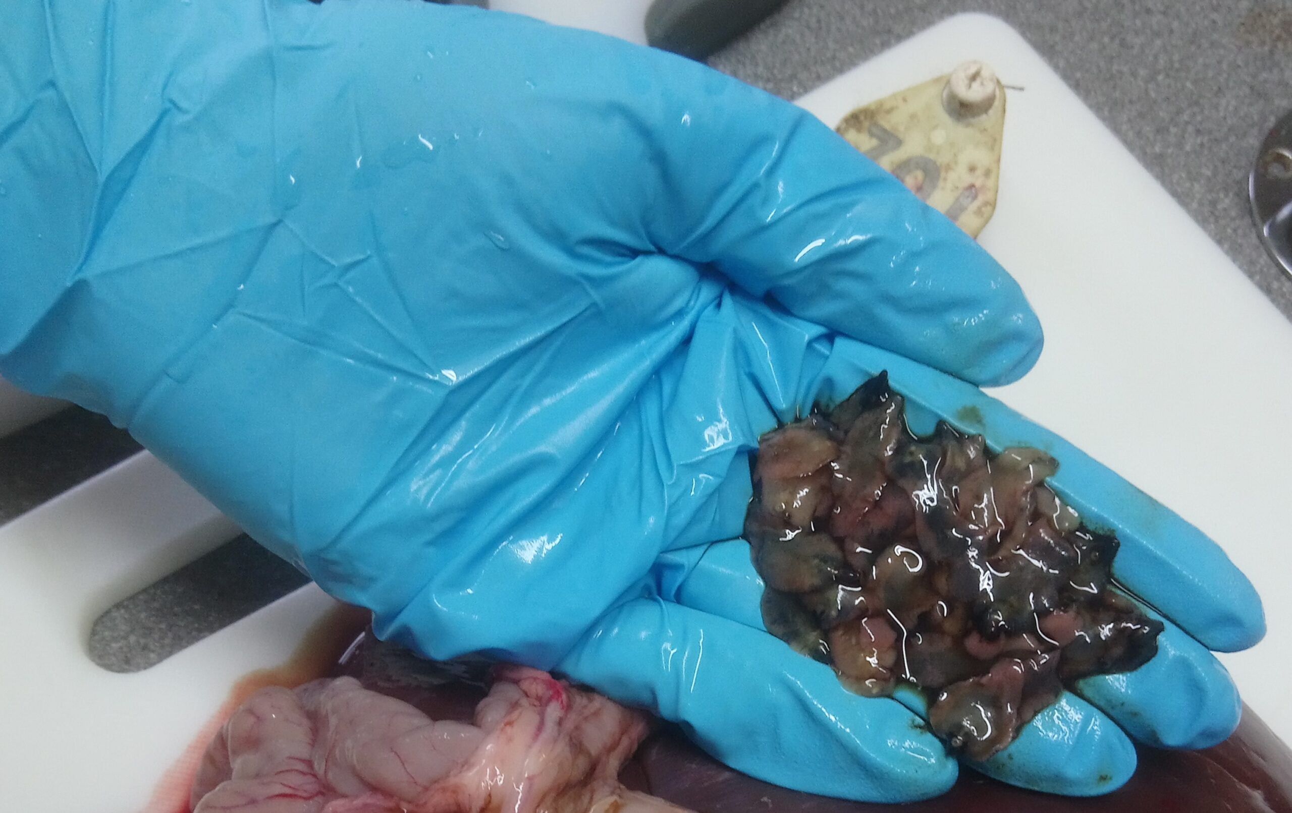 Ridgeway Research Ltd | Liver Fluke