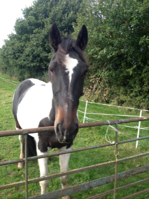 horse_parasite_services_ridgeway_research horse|parasite|diagnostic|services