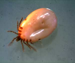 ixodes tick 8 (2) idoxes|parasite