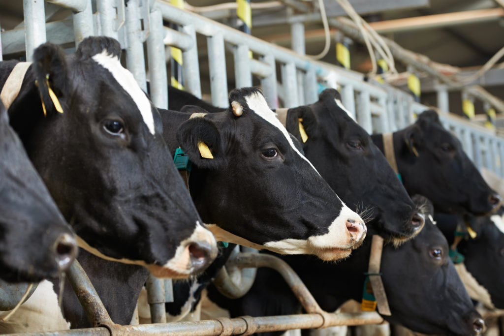 dairy|cow|progesterone|ridgeway|research
