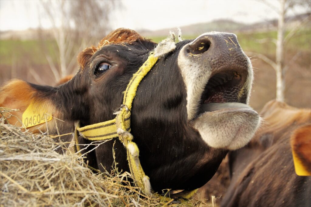 Some cows vocalise more during heat.