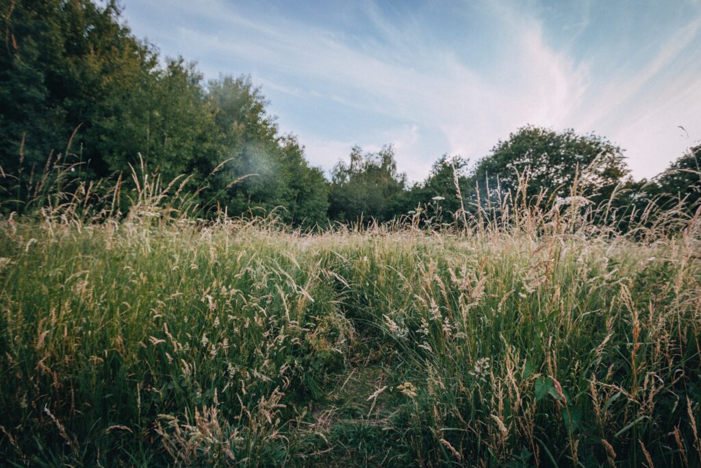 Long grass is the perfect habitat for ticks to thrive.