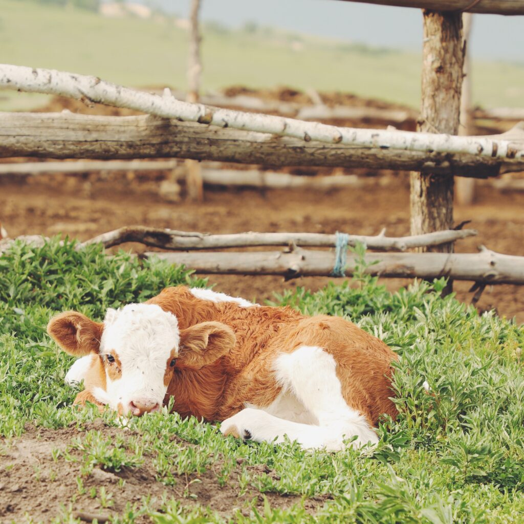 Colostrum is invaluable to a calf's long-term health.