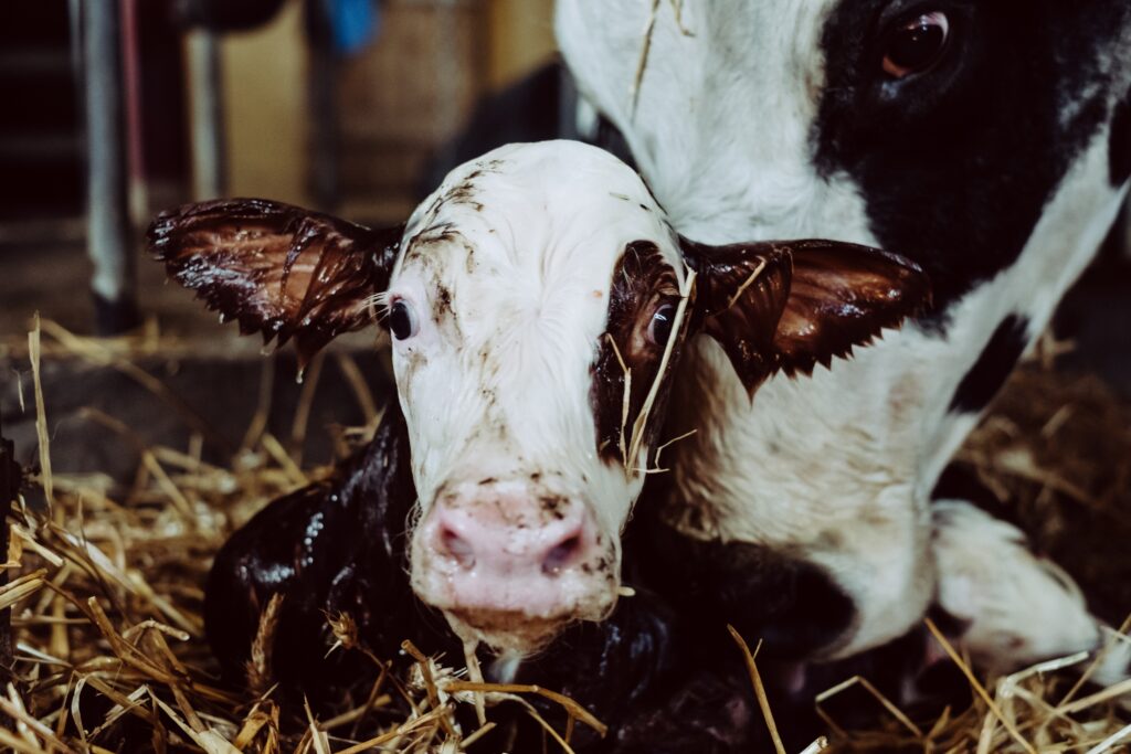 Risk of cystic ovarian disease increases as a cow has more calves.