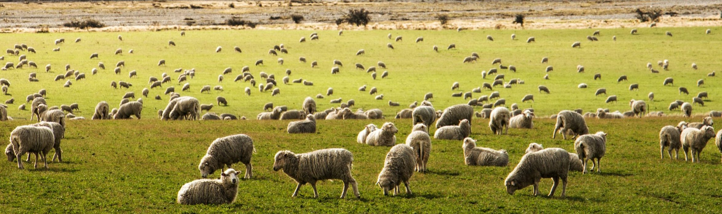 Clostridial diseases can seriously damage sheep flocks.