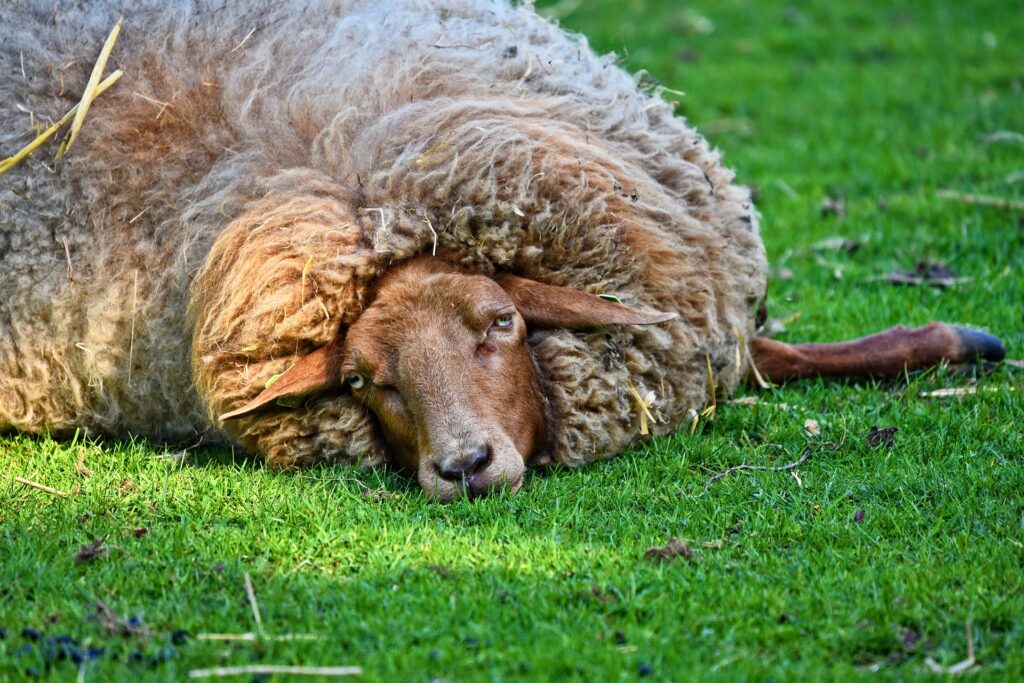 Clostridial diseases are common in sheep flocks.