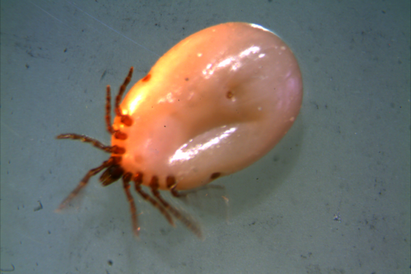 Many different species of tick can feed on animals.