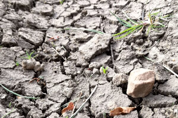 Grazing deficits are common as this year's spring is too dry and cold for optimal grass growth.