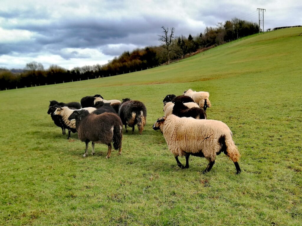 Animals out to pasture can pick up parasites.