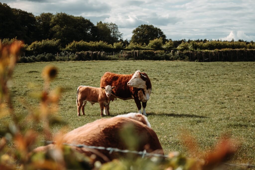 Beef cattle are a valuable part of the British economy, culture, and food industry.