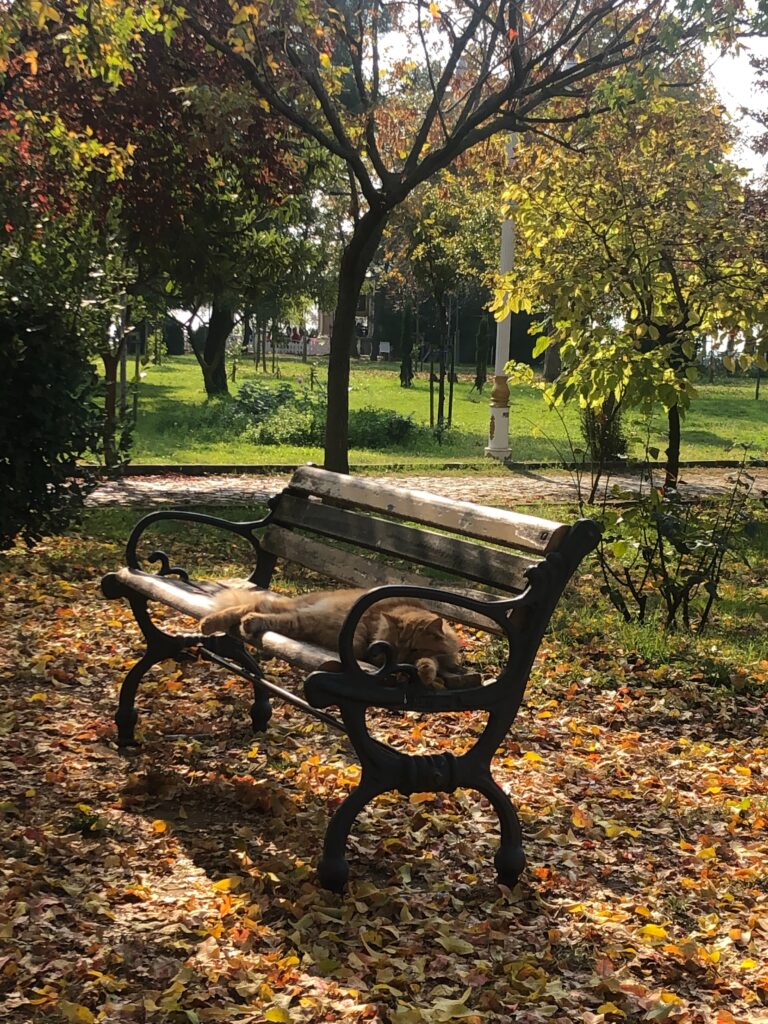 Even a five minute break in nature can do wonders for your mental health.