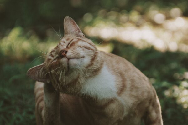 Scratching can be a sign that an animal has fleas.