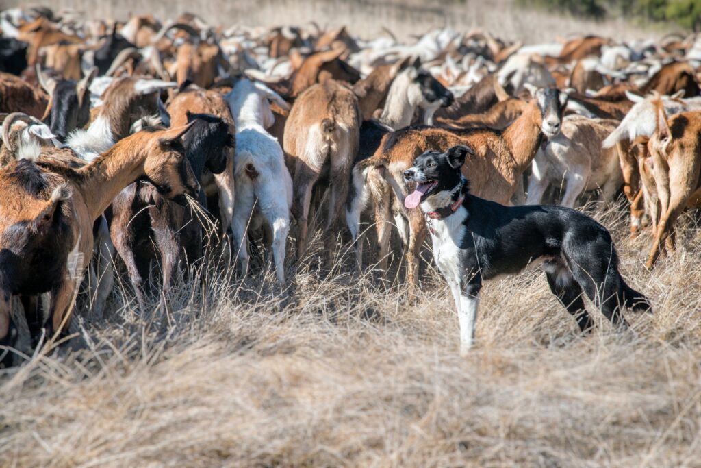 Herding dogs help to manage large groups of animals.