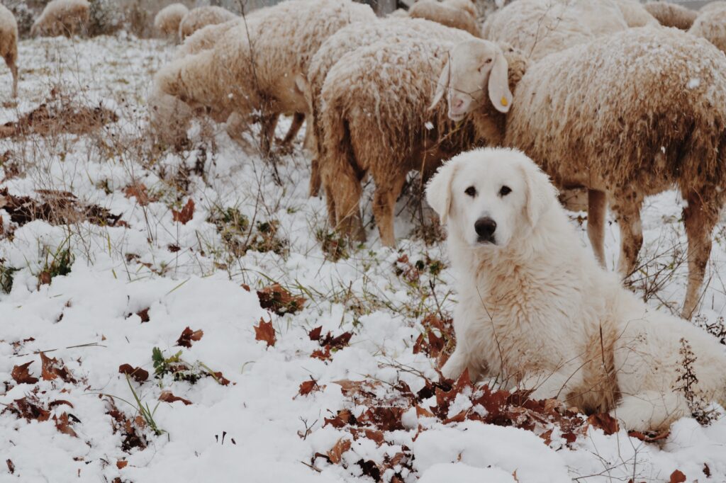 The role of guardian dogs is to protect livestock from predators such as wolves.