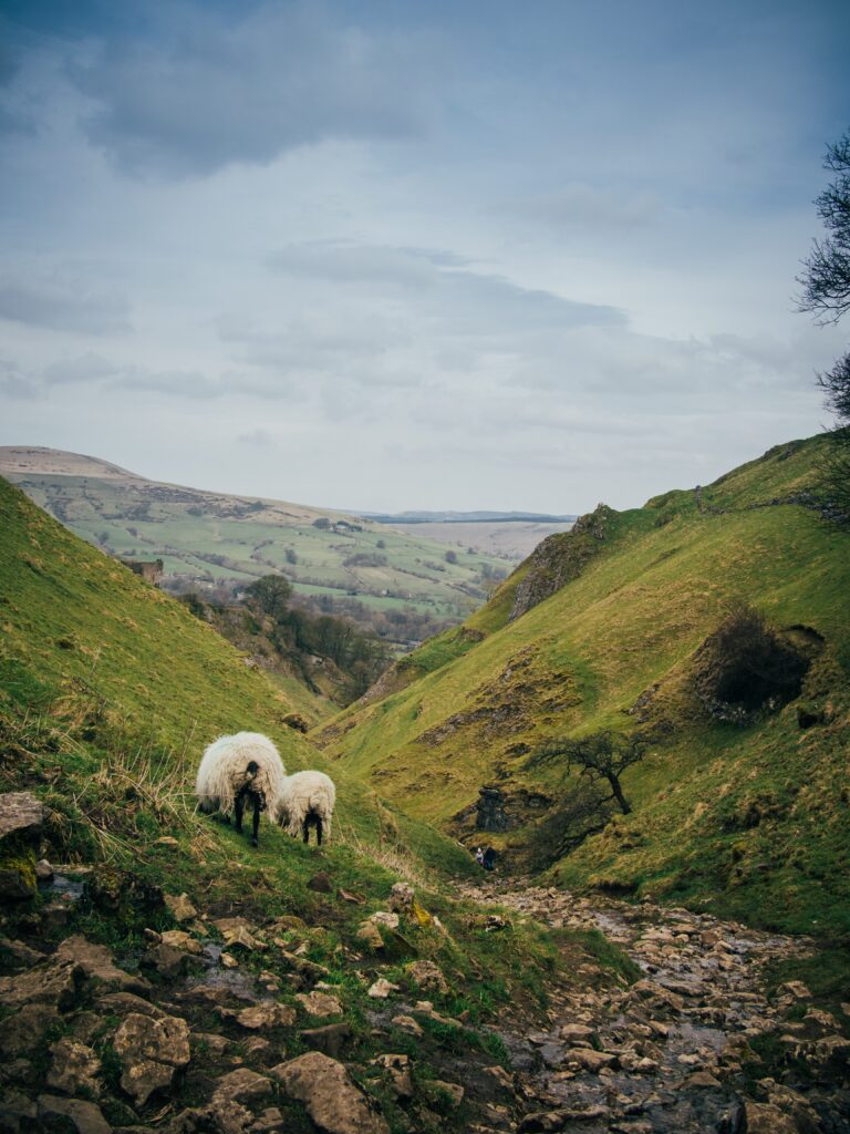 It can be difficult to prevent contamination from dogs when livestock graze on open areas, or where there are public footpaths.