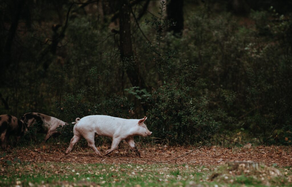 Free range pigs are more at risk from diseases carried by wild pigs.