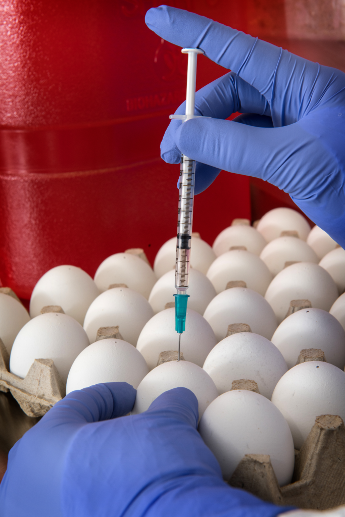 Vaccines are injected into eggs through a small hole in the eggshell. This is usually done by a machine, not by a single operator.