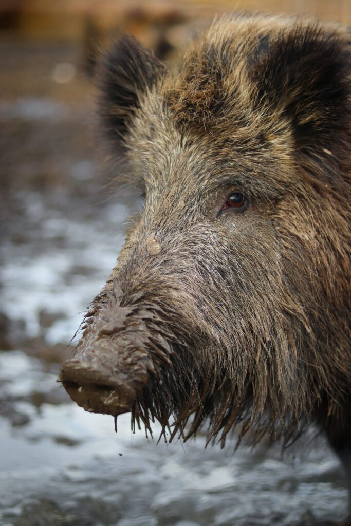 Wild boar can transmit African Swine Fever across large distances.