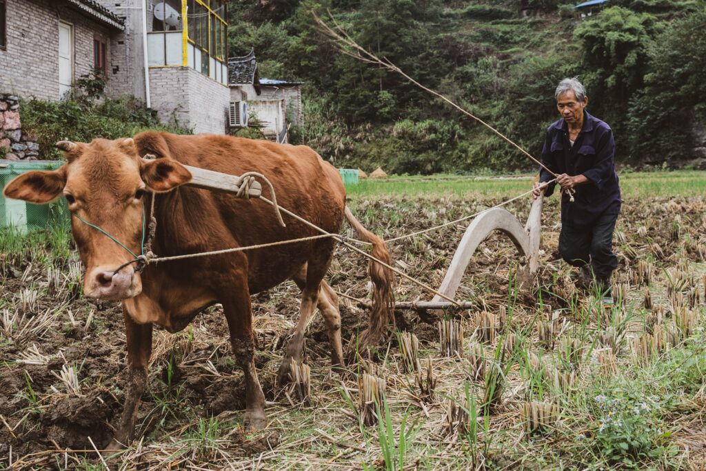 Cattle plough are still a common sight in many parts of the world.