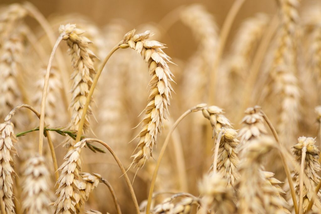 Domestication of many crops occurred in the Fertile Crescent.