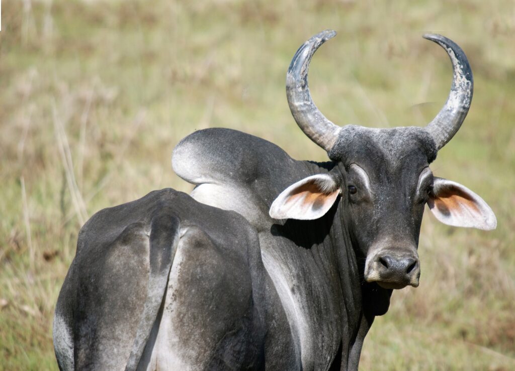 Zebu have a distinctive hump and dewlap.