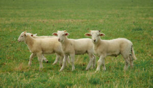 Three lambs in pasture.
